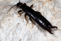 Pince oreille noir. Un mle (Dermaptre - Anisolabididae - Euborellia moesta)